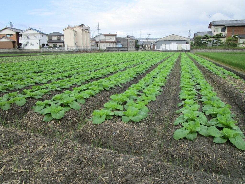 和歌山県(秋冬はくさい)