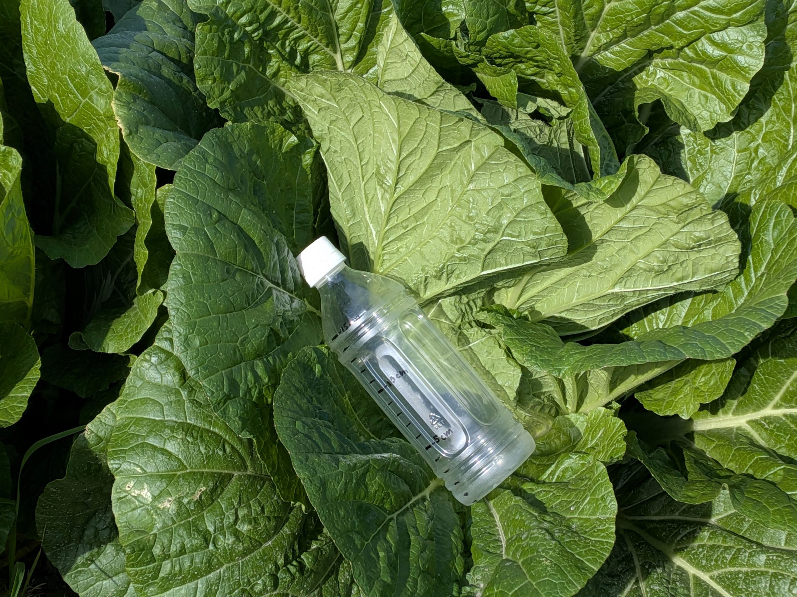 和歌山県(秋冬はくさい)