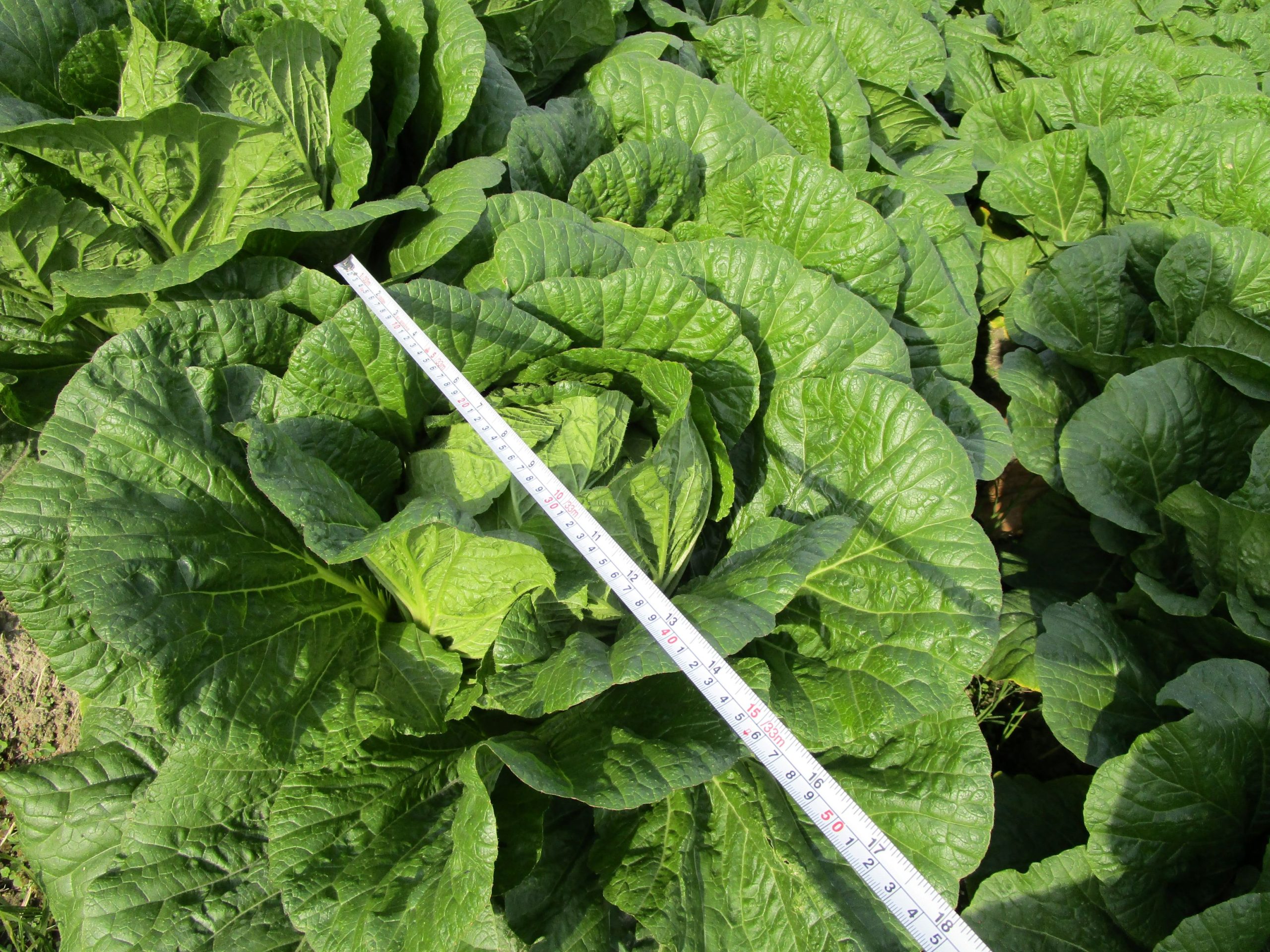 和歌山県(秋冬はくさい)