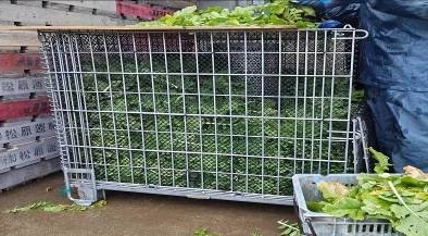 福井県(秋冬だいこん)