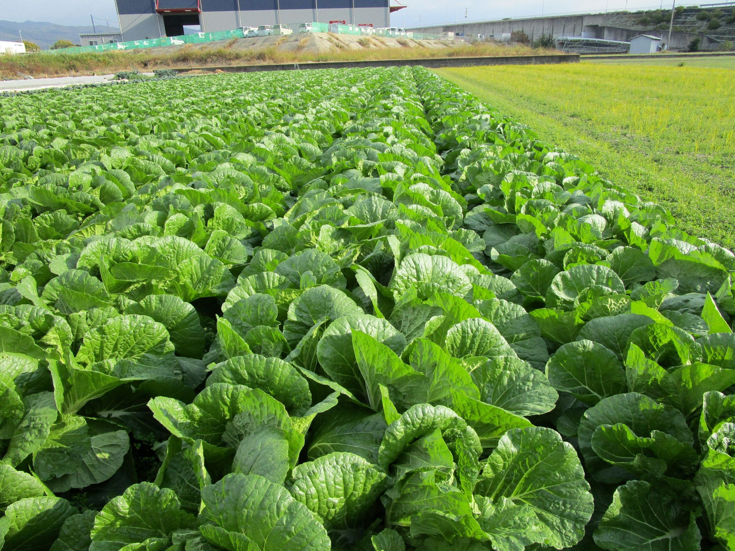 和歌山県(秋冬はくさい)