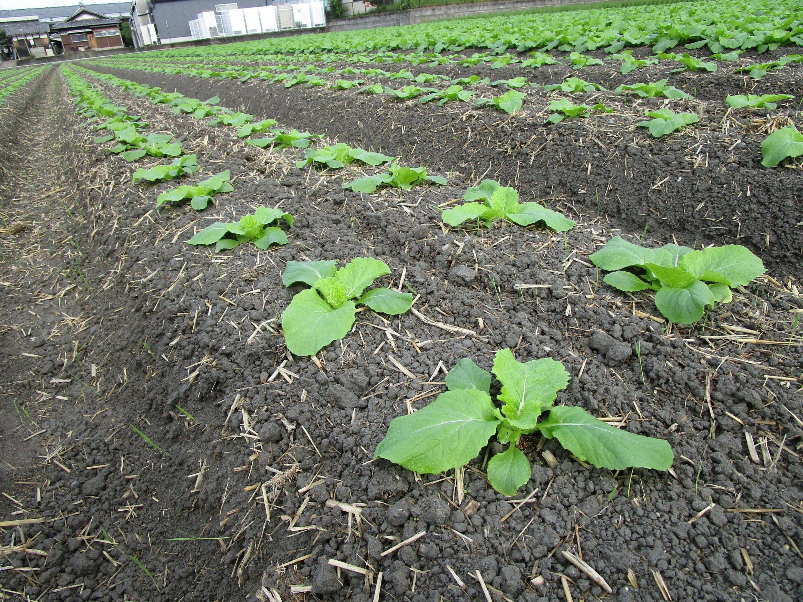和歌山県(秋冬はくさい)