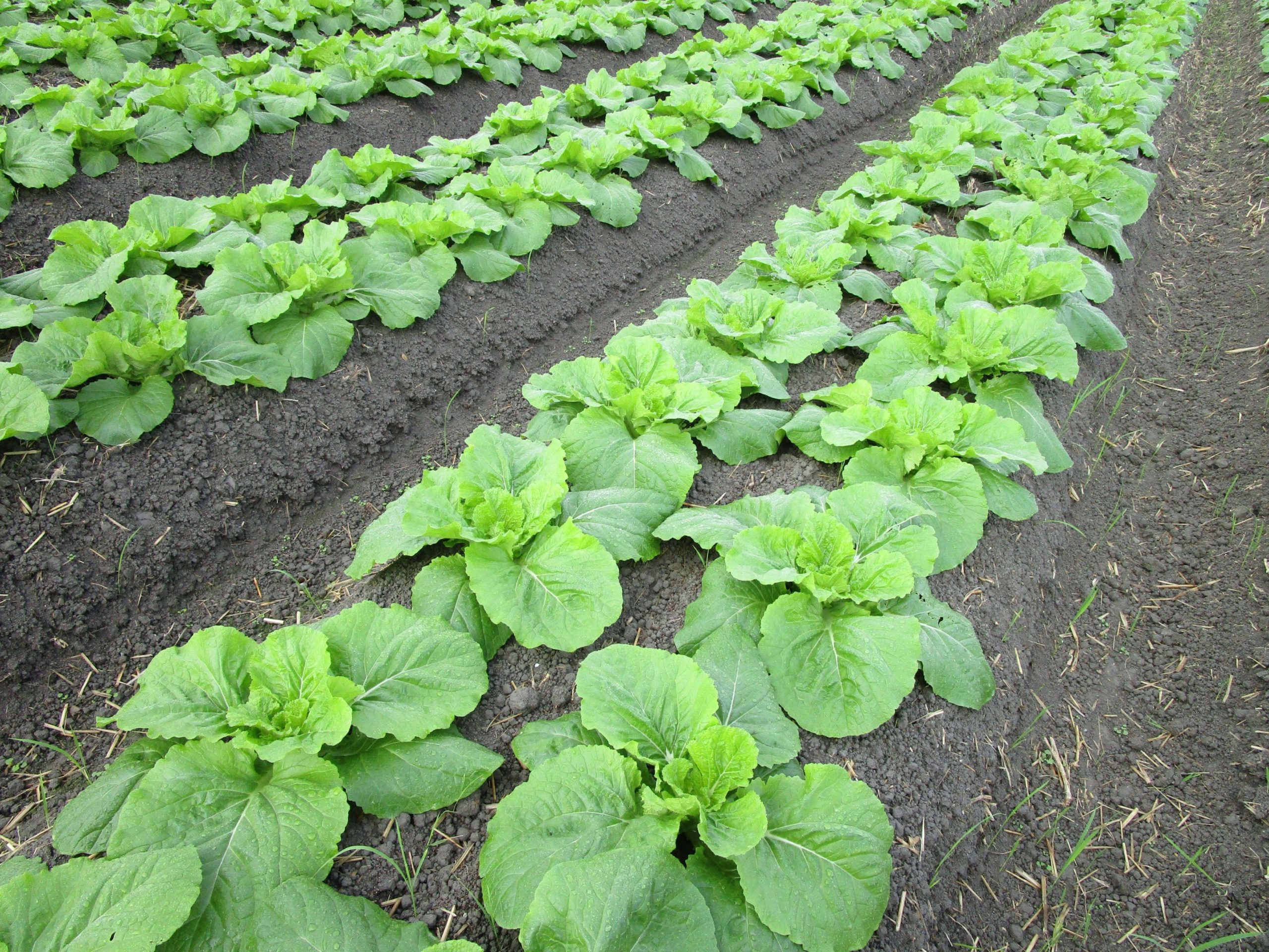 和歌山県(秋冬はくさい)