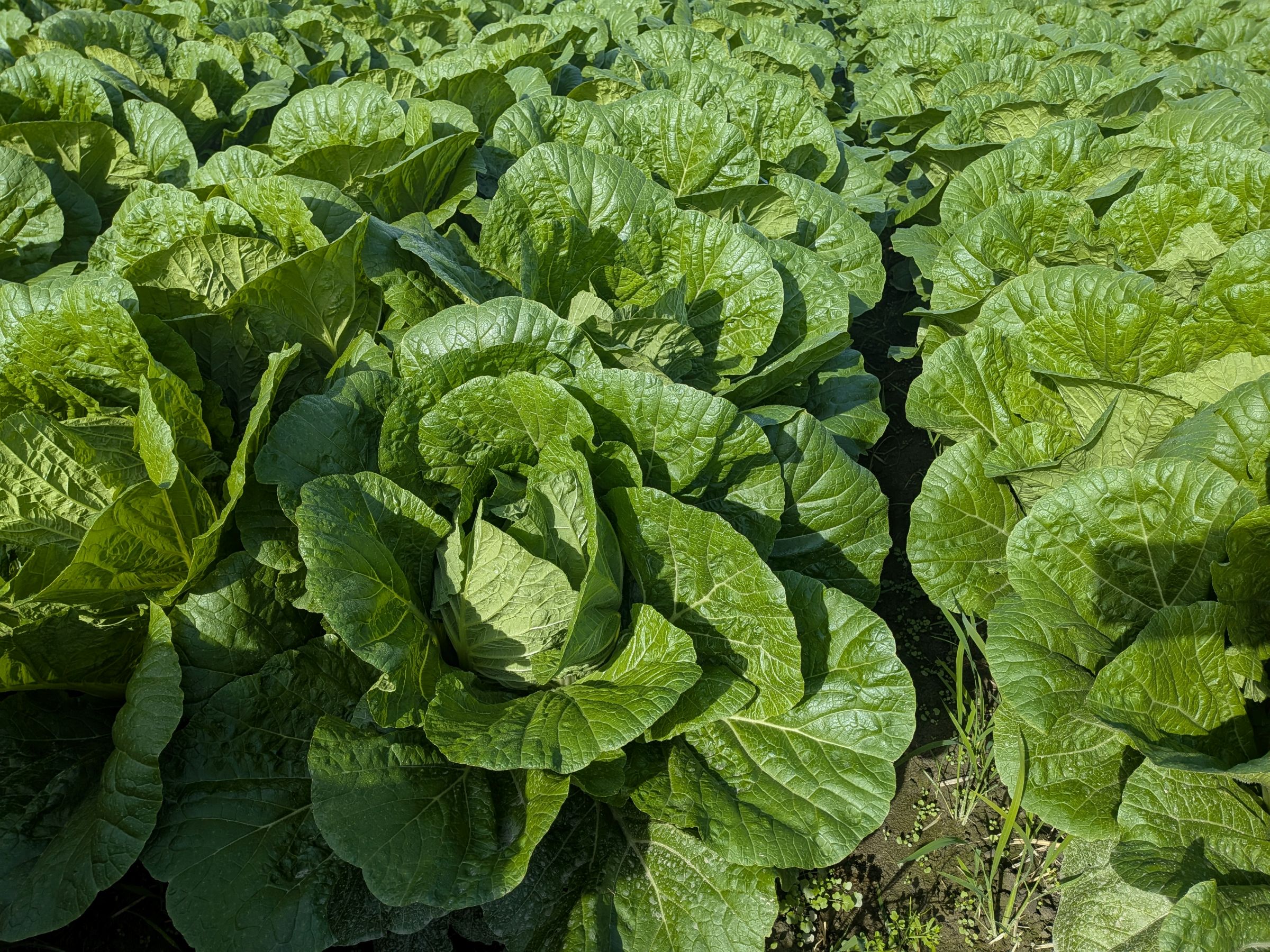 和歌山県(秋冬はくさい)