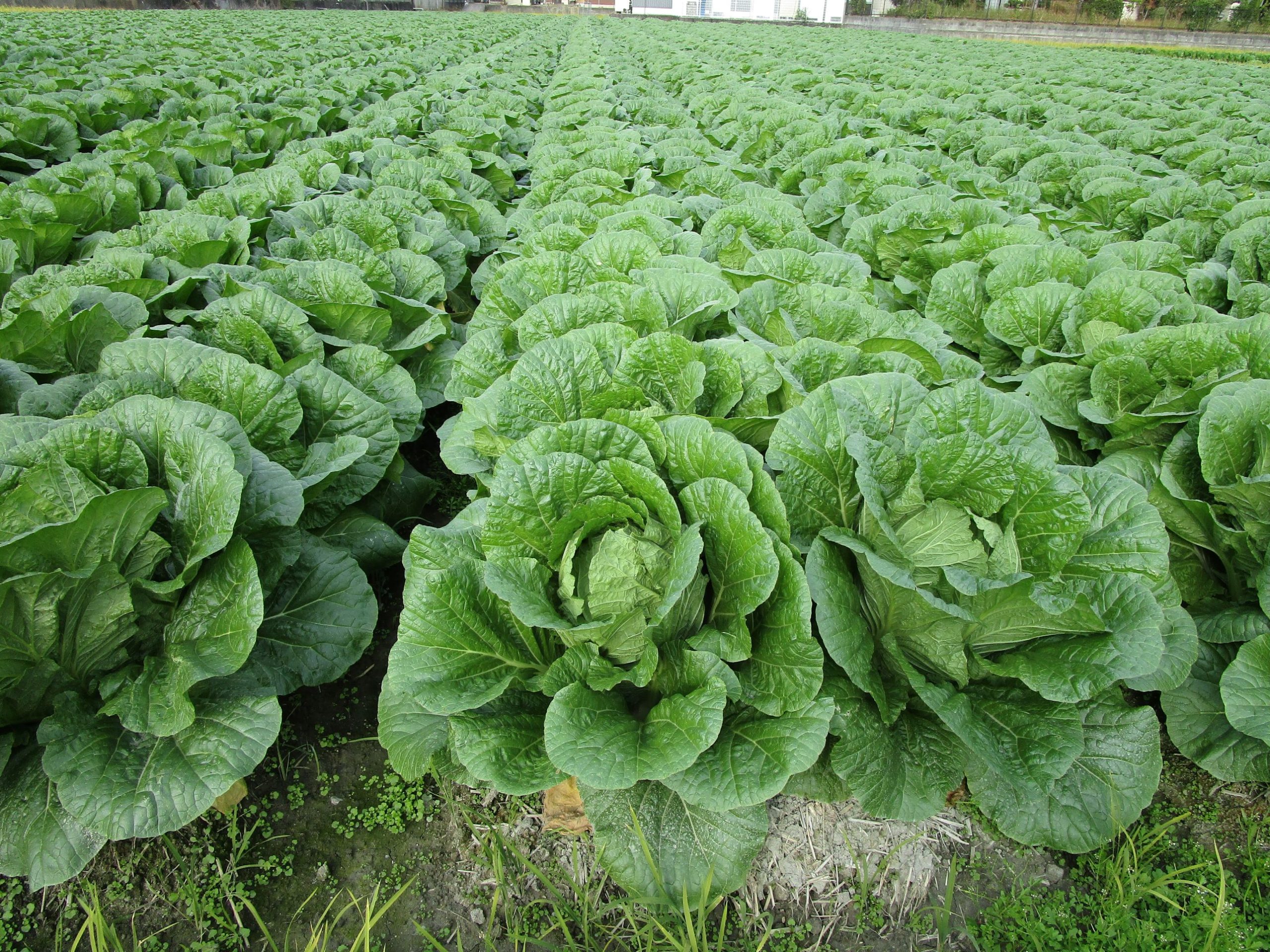 和歌山県(秋冬はくさい)