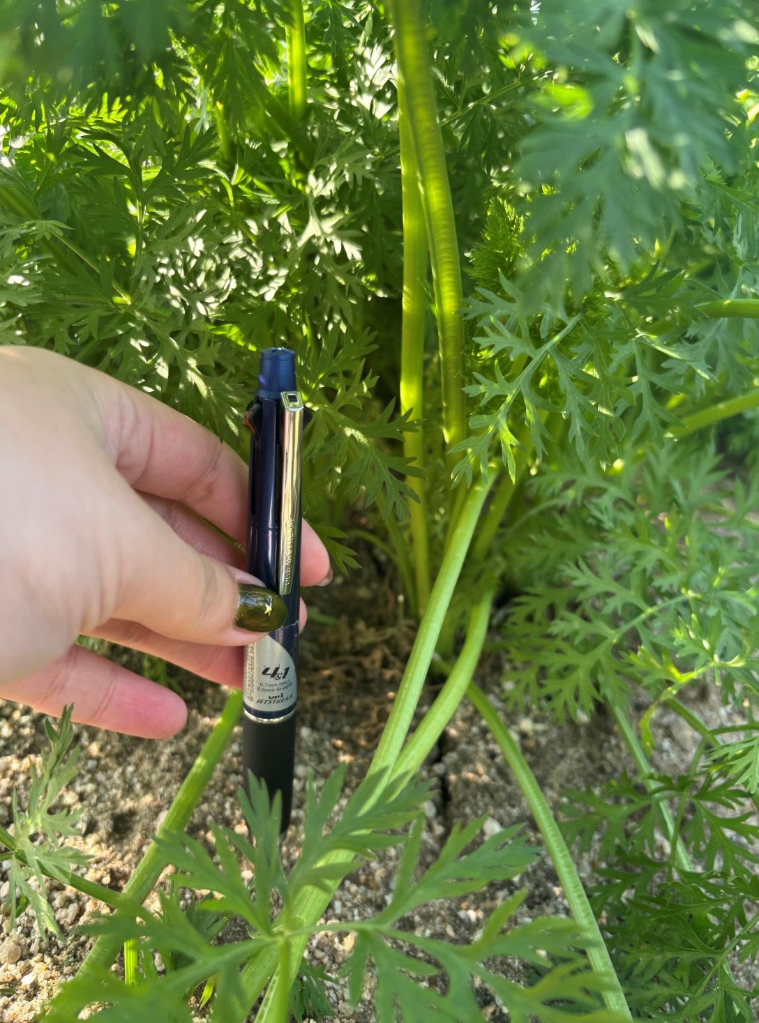 愛知県(冬にんじん)