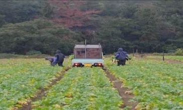 福井県(秋冬だいこん)
