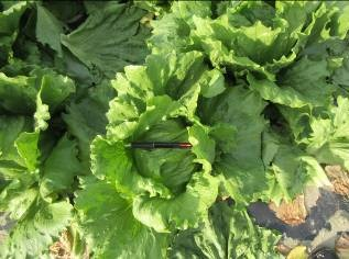 福岡県(冬レタス)