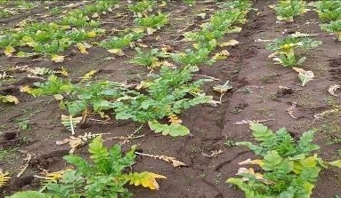 福井県(秋冬だいこん)