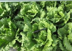 福岡県(冬レタス)