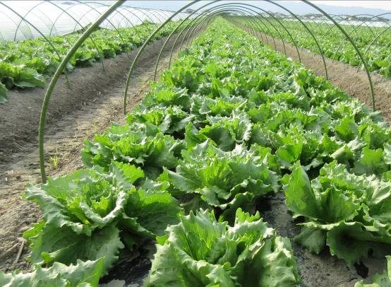 福岡県(冬レタス)