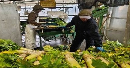 福井県(秋冬だいこん)