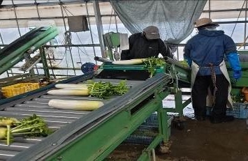 福井県(秋冬だいこん)