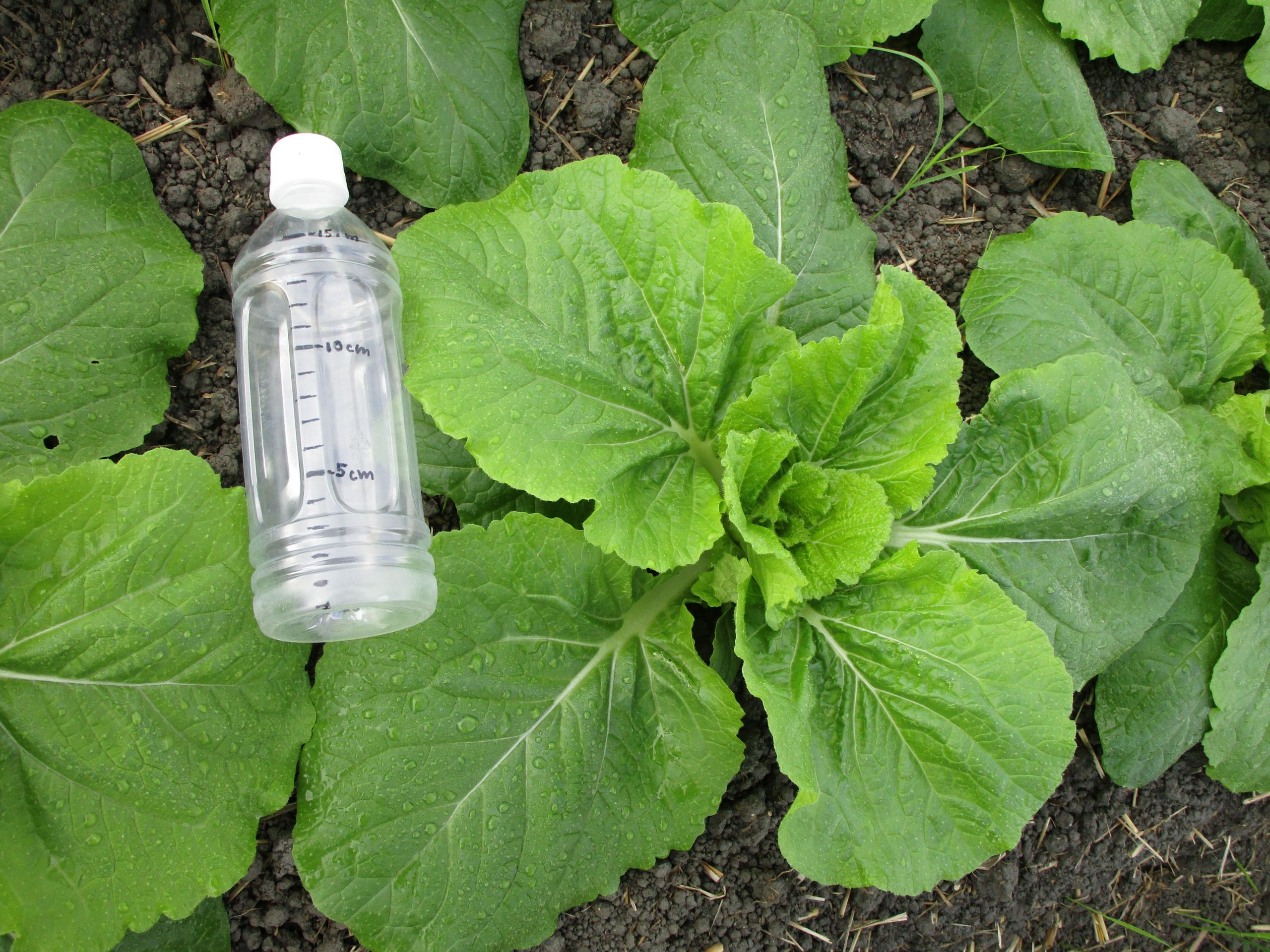 和歌山県(秋冬はくさい)