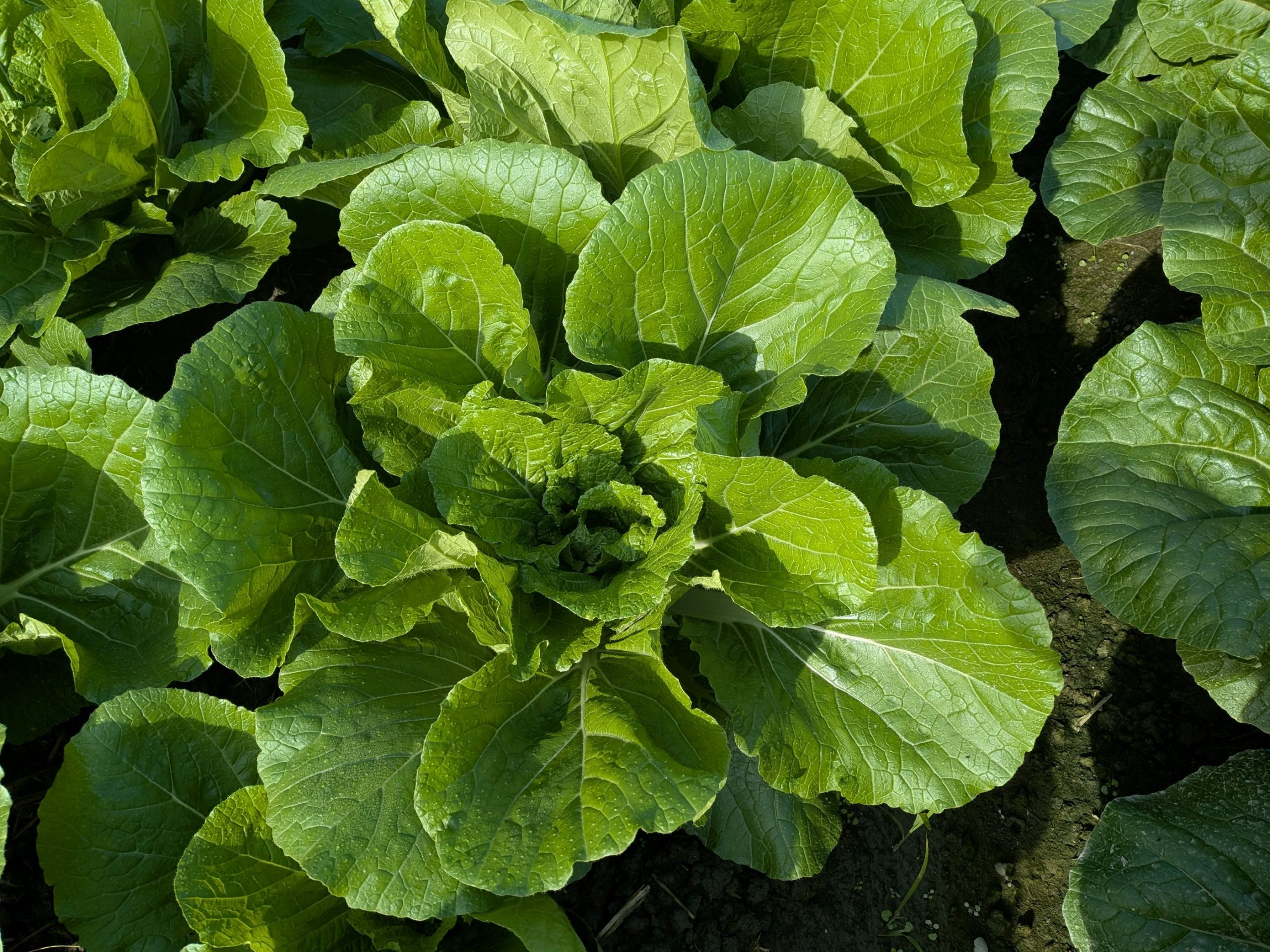 和歌山県(秋冬はくさい)