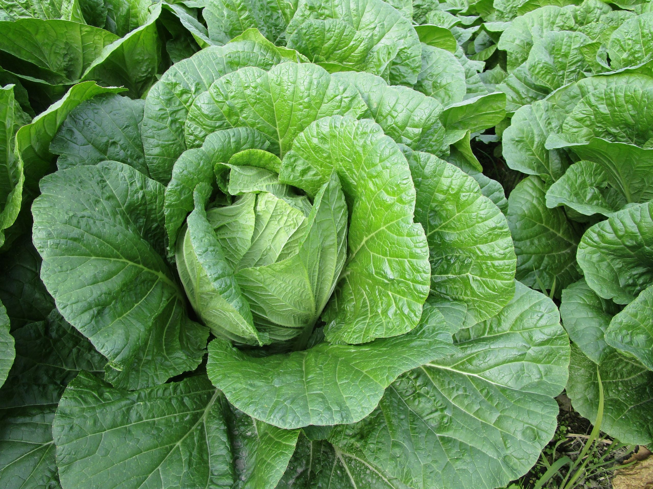 和歌山県(秋冬はくさい)