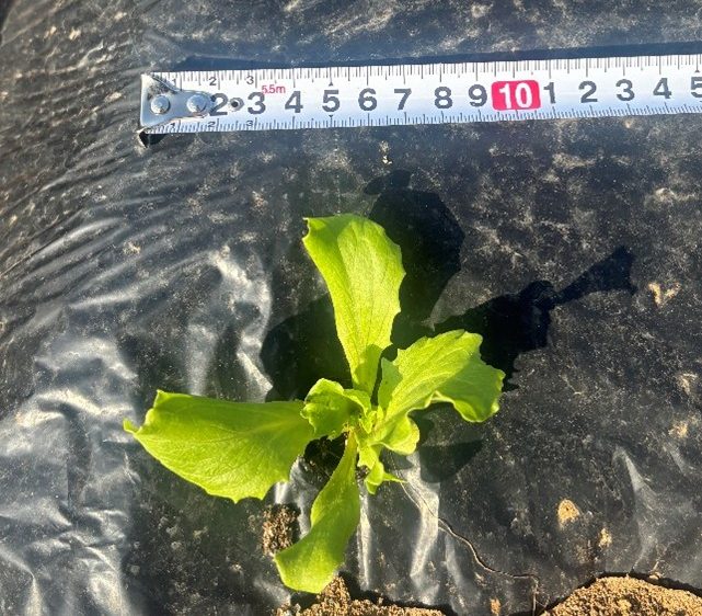 長崎県(冬レタス)