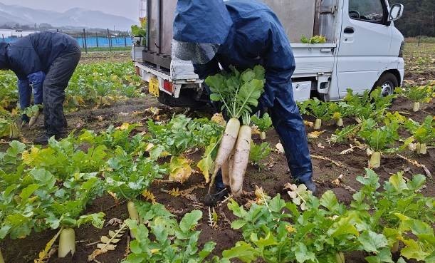 福井県(秋冬だいこん)