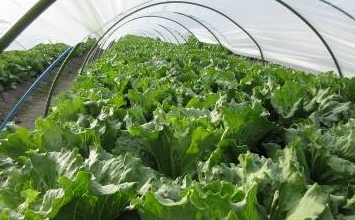 福岡県(冬レタス)