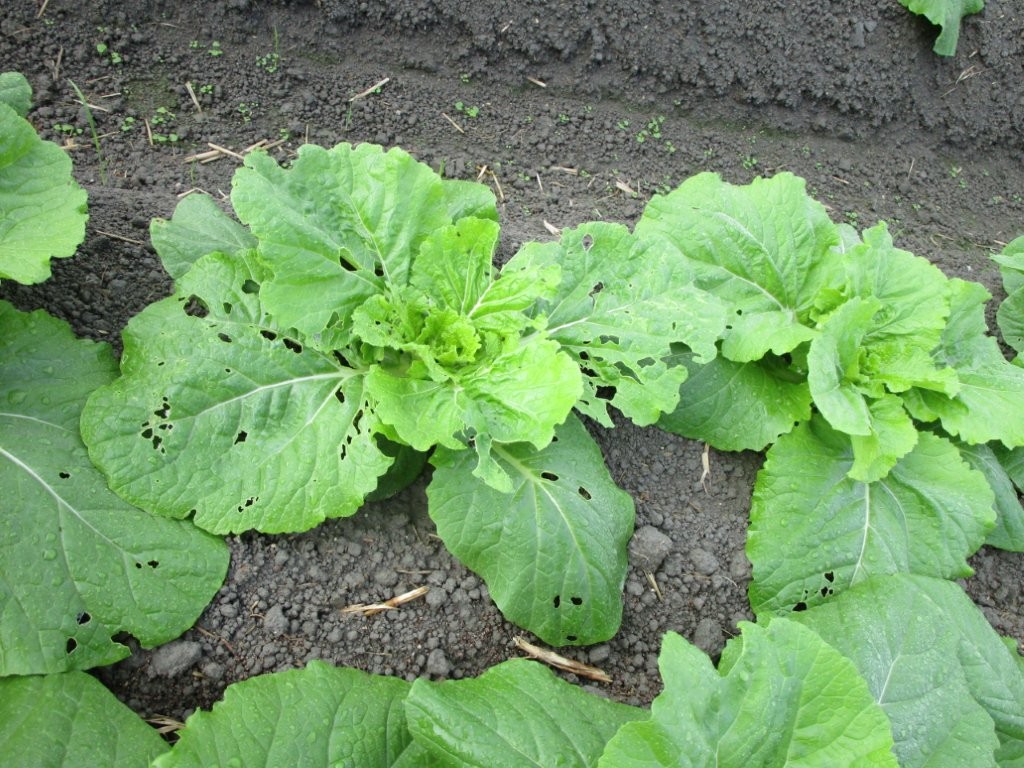 和歌山県(秋冬はくさい)