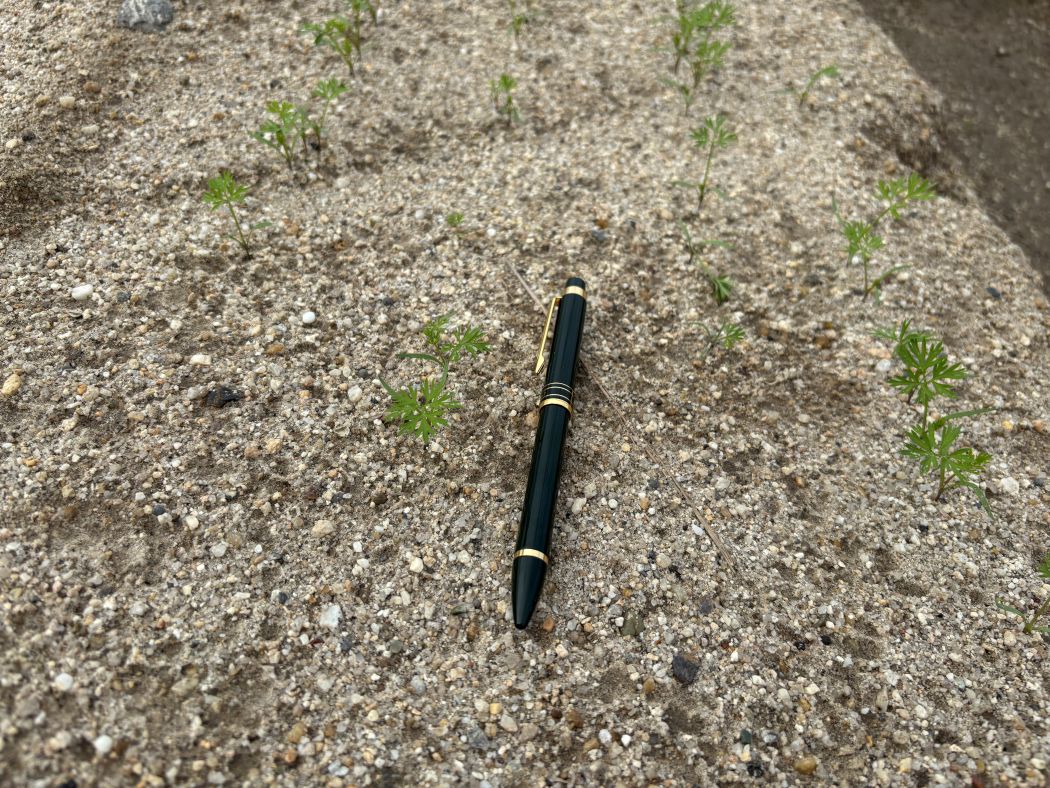 愛知県(冬にんじん)