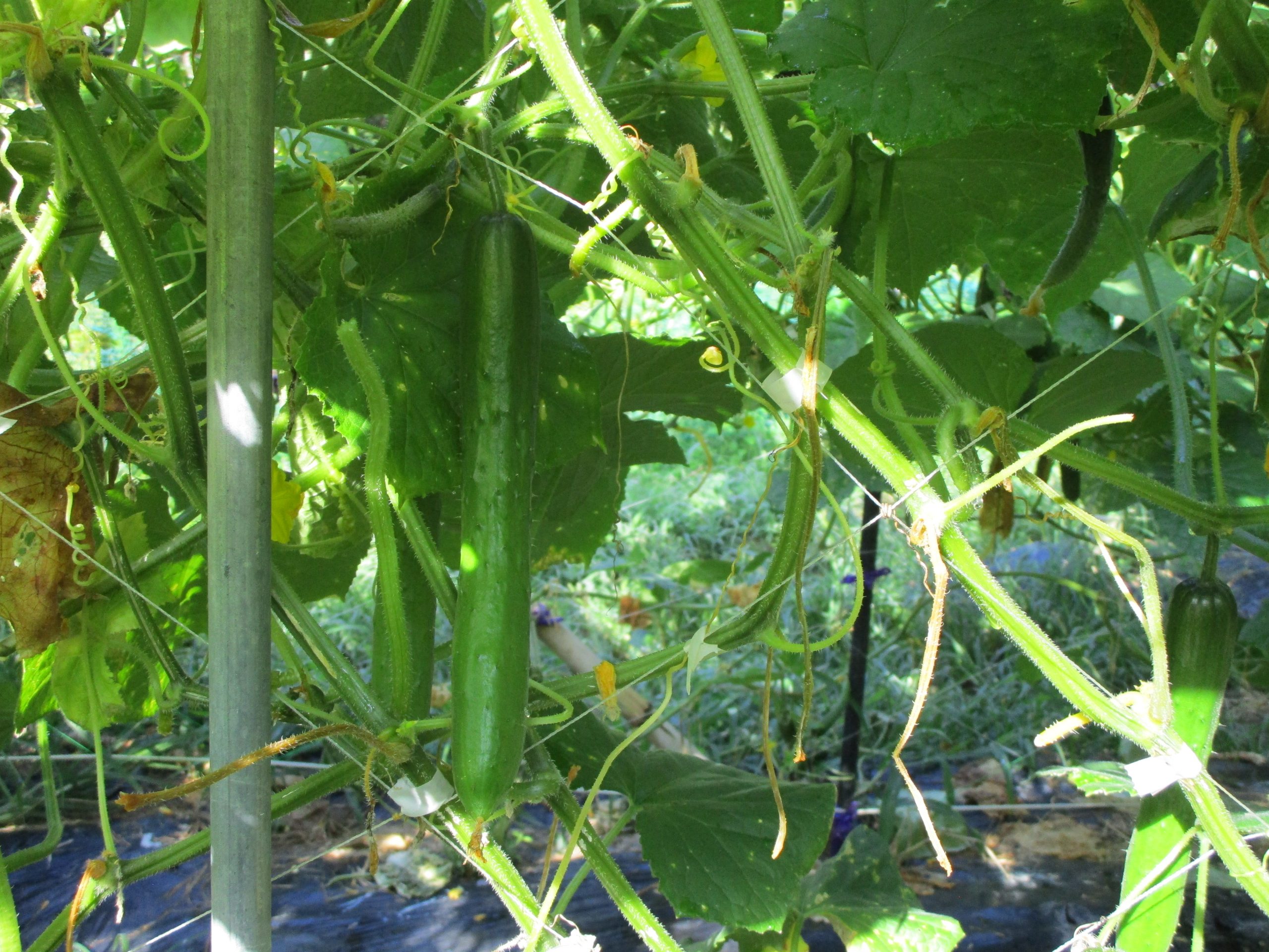 和歌山県(夏秋きゅうり)