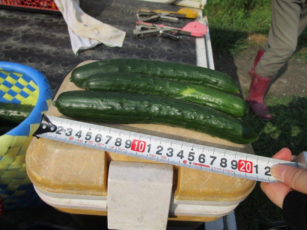 和歌山県(夏秋きゅうり)