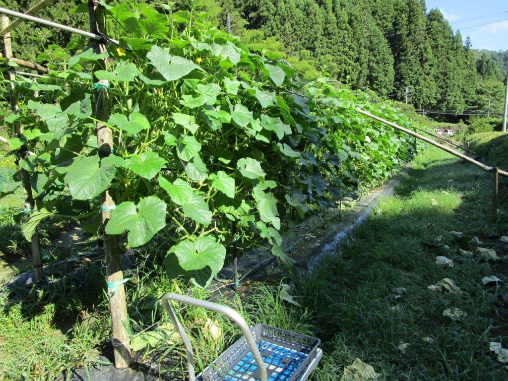 和歌山県(夏秋きゅうり)