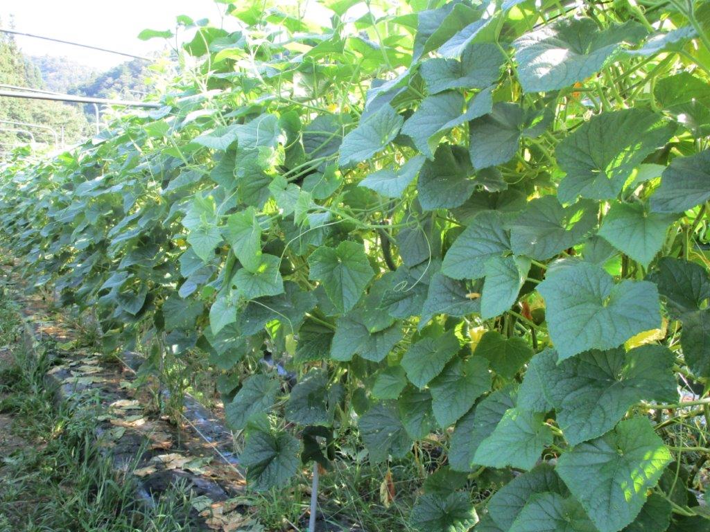 和歌山県(夏秋きゅうり)