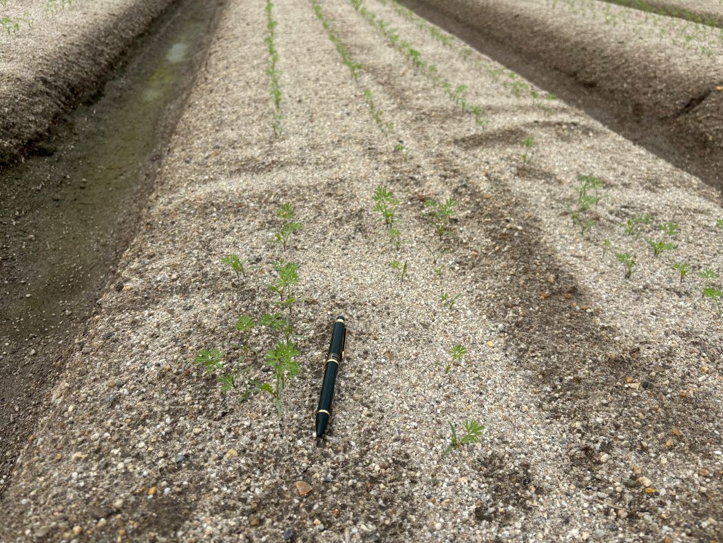 愛知県(冬にんじん)
